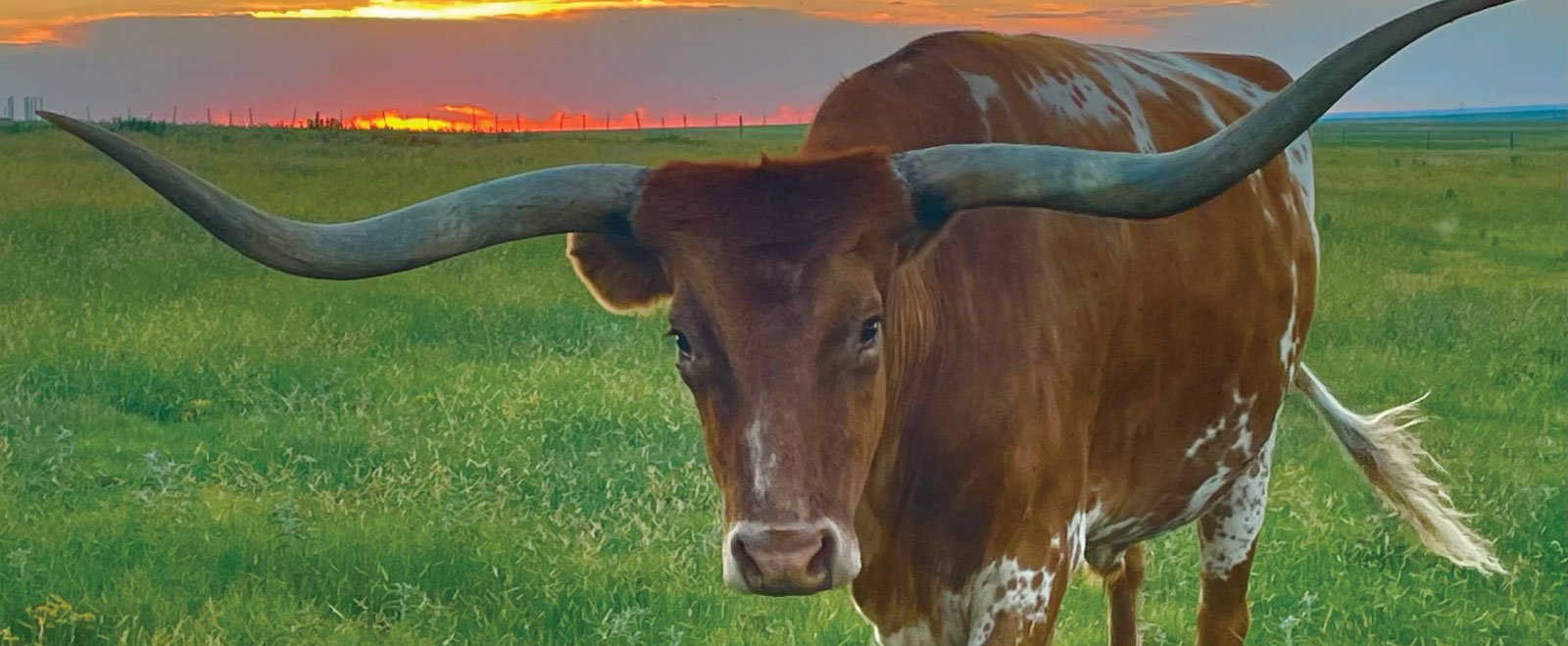 Felix the Longhorn with sunset background